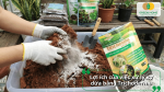 Trộn xơ dừa với nấm Trichoderma giúp phân hủy chất hữu cơ và hạn chế nấm bệnh trong giá thể.