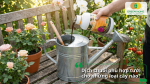 Dịch chuối phù hợp tưới cho nhiều loại cây như hoa hồng, rau sạch, hoa lan và cây ăn trái.