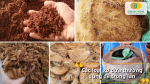 Các loại xơ dừa phổ biến thường dùng để trồng lan hiện nay