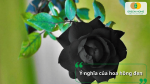 Ý nghĩa của hoa hồng đen trong tình yêu và nghệ thuật trang trí