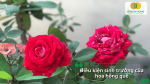 Hoa hồng quế phát triển khỏe mạnh trong điều kiện đủ nắng và chăm sóc đúng cách