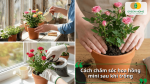 Chăm sóc hoa hồng mini đúng cách giúp cây phát triển khỏe mạnh và ra hoa đẹp