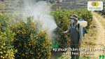 Kỹ thuật chăm sóc cây tắc đúng cách để giảm rụng hoa và trái non hiệu quả