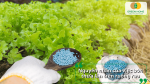 Nguyên nhân bón thừa phân lân trên ruộng rau gây ảnh hưởng đến cây trồng và đất canh tác