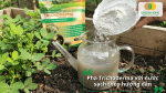 Pha Trichoderma với nước sạch đúng tỷ lệ trước khi tưới cây
