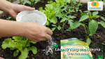 Bón Trichoderma cho rau màu giúp đất tơi xốp, cây phát triển khỏe và an toàn hơn