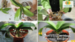 Các bước trồng lan bằng than củi đơn giản giúp cây nhanh bén rễ và phát triển khỏe mạnh
