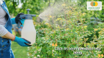 Hướng dẫn cách trị bệnh đen thân hoa hồng bằng phương pháp chăm sóc và phun thuốc phù hợp