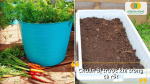 Chuẩn bị đất và dụng cụ trồng cà rốt đúng cách giúp cây sinh trưởng tốt ngay từ đầu.