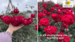 Hoa hồng quế được yêu thích nhờ vẻ đẹp nổi bật và hương thơm tự nhiên dễ chịu