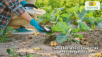 Cách bón phân lân cho rau màu đúng kỹ thuật giúp cây hấp thụ dinh dưỡng tốt hơn