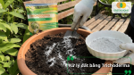 Sử dụng Trichoderma xử lý đất trồng giúp cải tạo đất và tăng hệ vi sinh có lợi