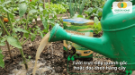 Tưới Trichoderma trực tiếp quanh gốc giúp cải tạo đất và bảo vệ rễ