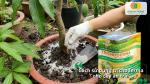 Sử dụng Trichoderma cho cây ăn trái giúp cải tạo đất và bảo vệ bộ rễ khỏi nấm bệnh