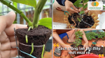 Cách trồng lan phi điệp mới mua về giúp cây nhanh thích nghi