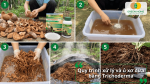 Quy trình xử lý và ủ xơ dừa bằng Trichoderma qua các bước ngâm, trộn và ủ trước khi sử dụng.