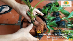 Hướng dẫn cách trồng lan bằng xơ dừa đơn giản tại nhà
