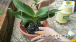Hướng dẫn chăm sóc lan sau khi trồng bằng than củi để cây ổn định và ra rễ mới