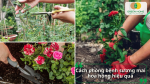 Cách phòng bệnh sương mai hoa hồng hiệu quả bằng cắt tỉa và chăm sóc đúng kỹ thuật