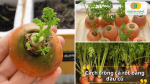 Trồng cà rốt từ đầu củ là phương pháp đơn giản, dễ thực hiện tại nhà.