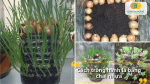 Trồng hành lá bằng chai nhựa tái chế tiết kiệm diện tích