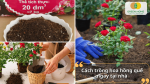 Hướng dẫn chuẩn bị đất và trồng hoa hồng quế đơn giản ngay tại nhà