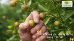 Giải đáp câu hỏi thường gặp về hiện tượng cây tắc bị rụng trái non tại nhà