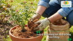 Những lưu ý quan trọng khi dùng xơ dừa làm giá thể trồng hoa hồng trong chậu