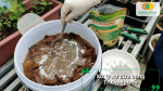 Ủ xơ dừa bằng Trichoderma để tạo giá thể sạch cho cây trồng