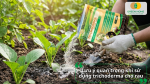Lưu ý khi dùng Trichoderma cho rau màu để tăng hiệu quả và bảo vệ hệ vi sinh đất
