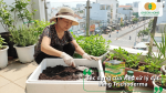Người làm vườn sử dụng Trichoderma để cải thiện chất lượng đất trên sân thượng.