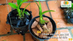 Cách chăm sóc lan sau khi trồng bằng xơ dừa để cây nhanh hồi phục và phát triển khỏe mạnh