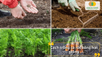Gieo hạt cà rốt đúng kỹ thuật giúp cây mọc đều và cho năng suất cao.