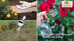 Chăm sóc hoa hồng quế đúng kỹ thuật giúp cây khỏe mạnh và ra hoa liên tục