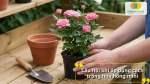 Giải đáp các câu hỏi thường gặp khi áp dụng cách trồng hoa hồng mini tại nhà