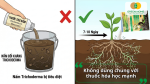 Không nên dùng Trichoderma cùng thuốc hóa học mạnh vì làm giảm vi sinh có lợi