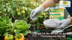 Lợi ích lâu dài của Trichoderma giúp rau màu phát triển bền vững và tăng năng suất