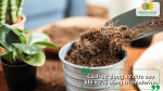 Sử dụng xơ dừa đã xử lý Trichoderma làm giá thể trồng cây trong chậu và gieo hạt