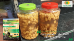 Kết hợp chuối với nấm Trichoderma để tạo dịch chuối vi sinh giúp cải tạo đất và kích thích rễ cây.