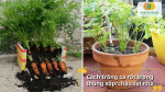 Trồng cà rốt trong chậu hoặc thùng xốp phù hợp với không gian nhỏ tại nhà.