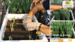 Kỹ thuật trồng hành lá trong thùng xốp cho năng suất cao