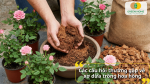 Giải đáp các câu hỏi thường gặp về xơ dừa dùng trong trồng và chăm sóc hoa hồng