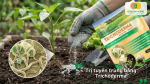 Trichoderma hỗ trợ kiểm soát tuyến trùng gây hại bộ rễ cây trồng