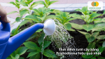 Thời điểm tưới cây bằng Trichoderma hiệu quả nhất cho cây phát triển khỏe