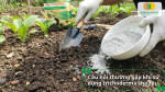 Giải đáp các câu hỏi thường gặp khi sử dụng Trichoderma cho rau màu tại nhà và nông trại.