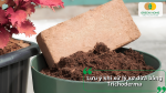 Lưu ý khi xử lý xơ dừa bằng Trichoderma để đảm bảo hiệu quả và an toàn cho cây trồng.