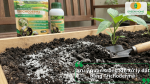 Lưu ý quan trọng khi xử lý đất bằng Trichoderma để đạt hiệu quả tối ưu cho cây trồng.