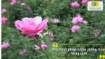 Phương pháp nhân giống hoa hồng quế giúp cây phát triển nhanh và dễ chăm sóc