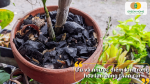 Ưu và nhược điểm khi trồng hoa lan bằng than củi giúp người chơi lan lựa chọn giá thể phù hợp