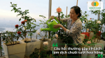 Giải đáp những câu hỏi thường gặp về cách làm dịch chuối tưới hoa hồng cho người mới bắt đầu.